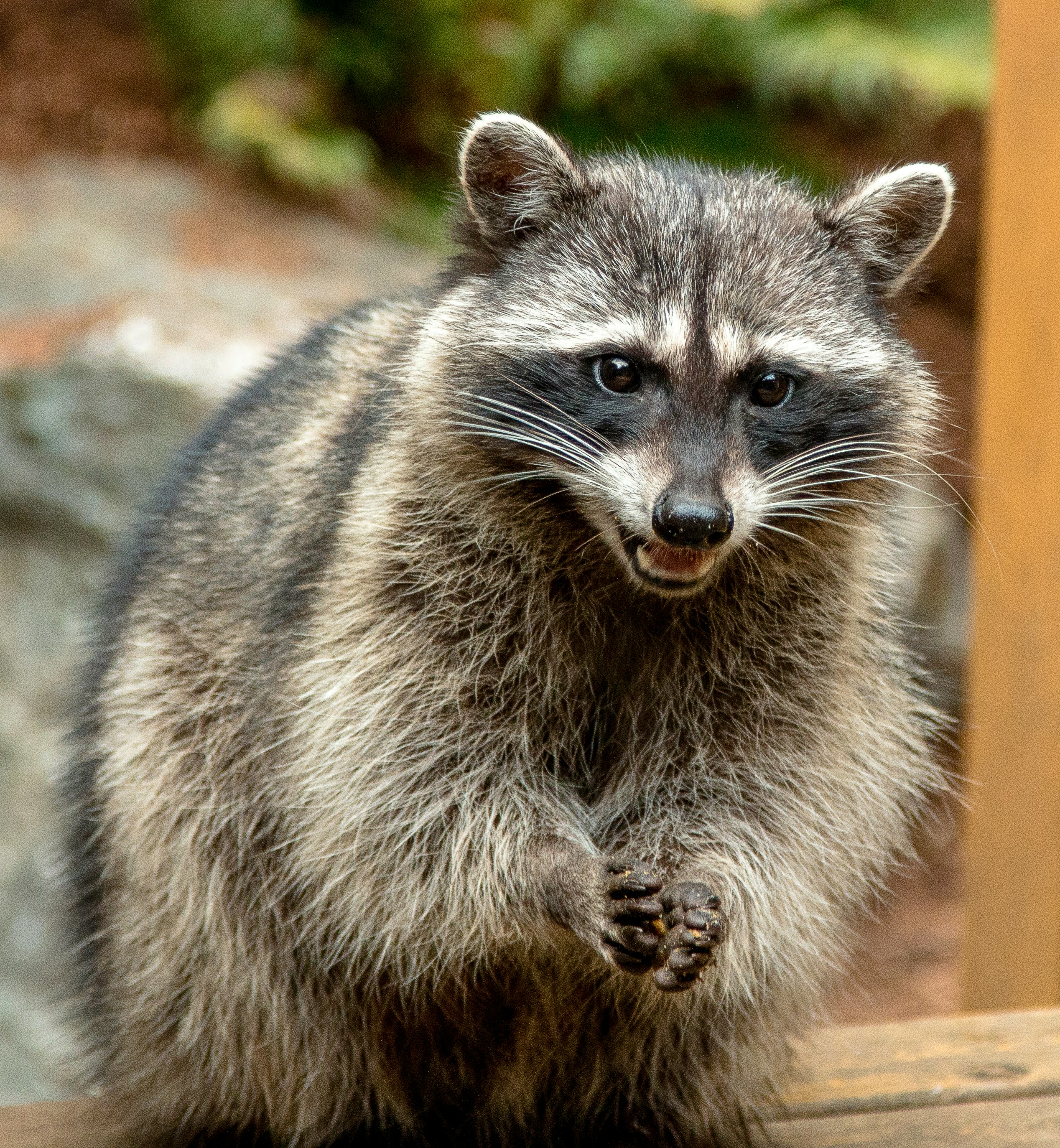 A Picture of a Raccoon